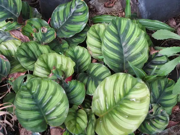 Foto de Calathea picturata - Calathea picturata:Forest and Kim Starr