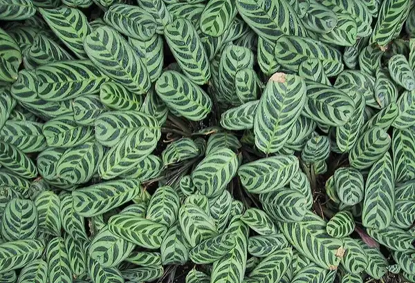 Foto de Calathea picturata - Calathea picturata:Andy