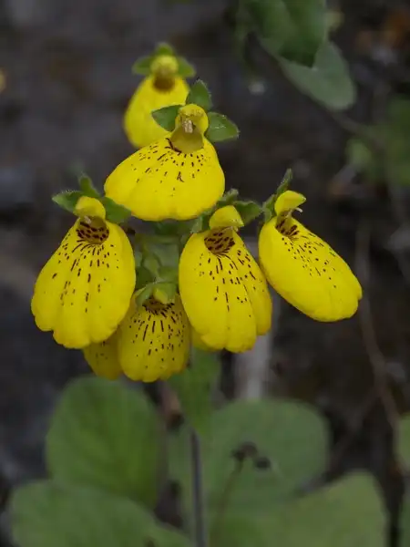 Фото Calceolaria crenatiflora (Calceolaria crenatifloras)