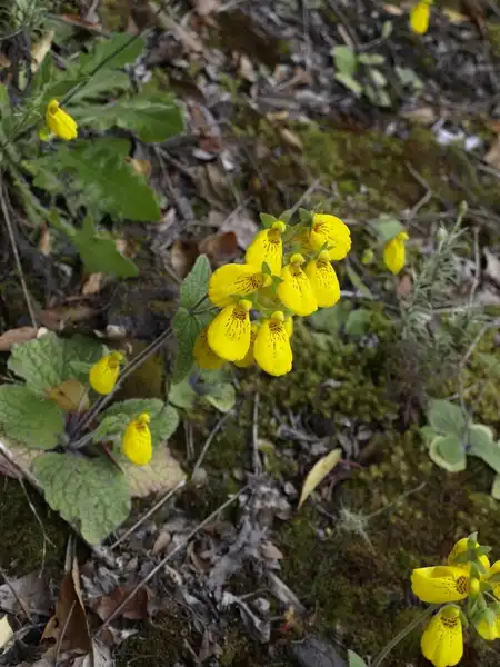 Фото Calceolaria crenatiflora (Calceolaria crenatifloras)