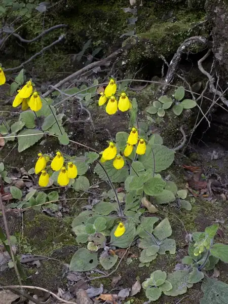 Фото Calceolaria crenatiflora - Calceolaria crenatiflora:Scott Zona