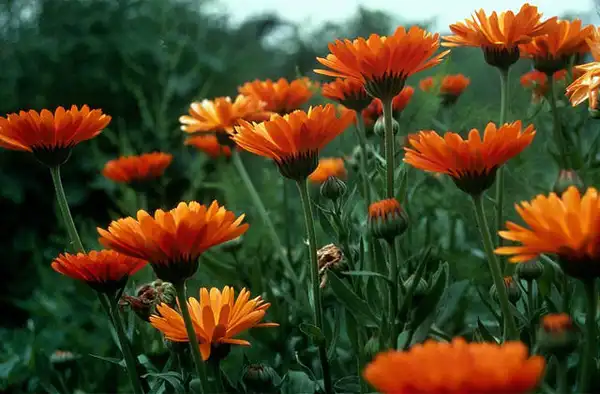 Photo of Calendula officinalis (Calendula officinaliss)