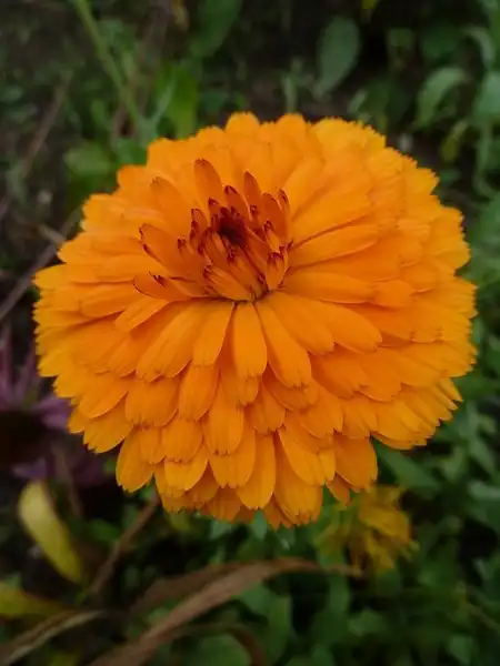 Photo of Calendula officinalis (Calendula officinaliss)