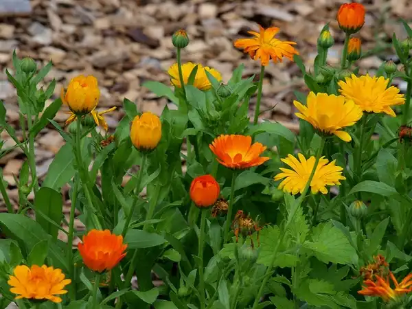 Photo of Calendula officinalis - :Roberto Verozo