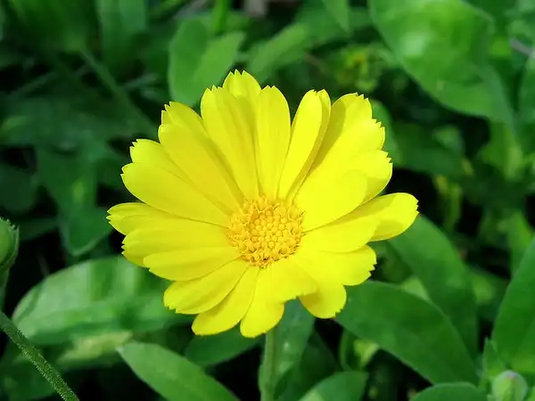 Photo of Calendula officinalis - :Beautifulcataya