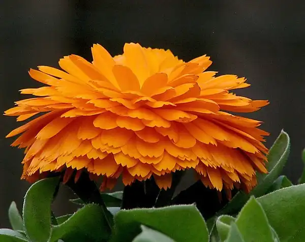 Photo of Calendula officinalis - :Coanri/Rita