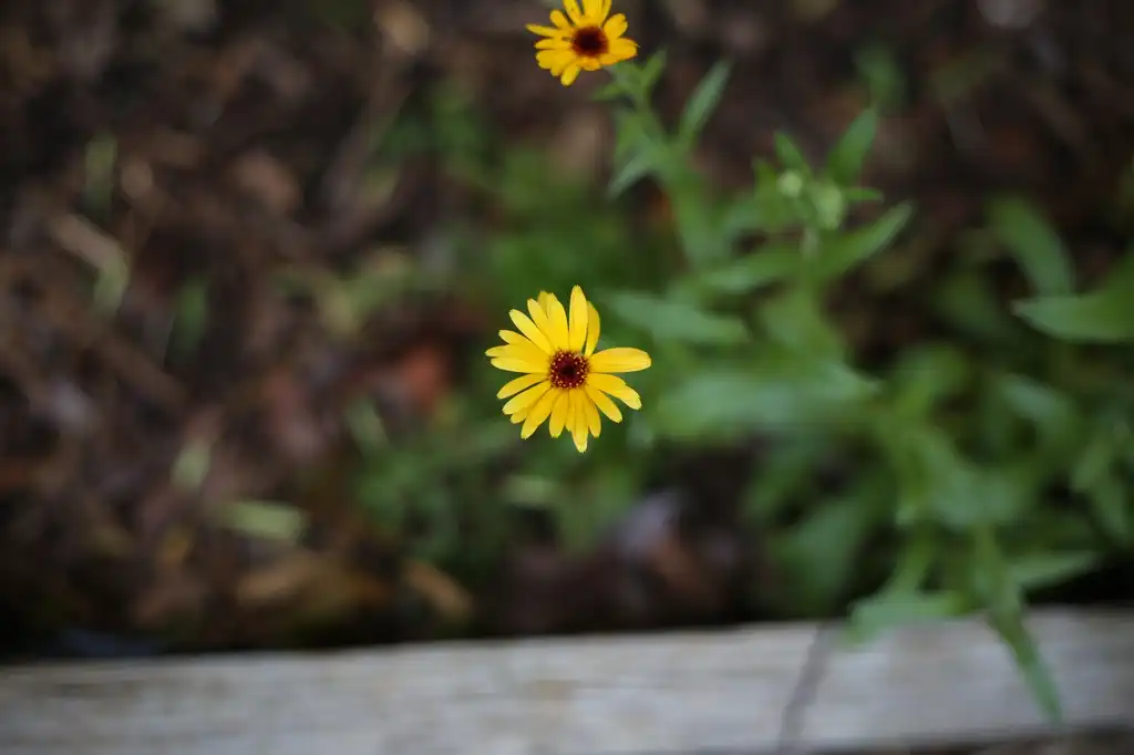 Photo of Calendula officinalis - Young Flower (Cabarrus County,NC):Hope Duckworth