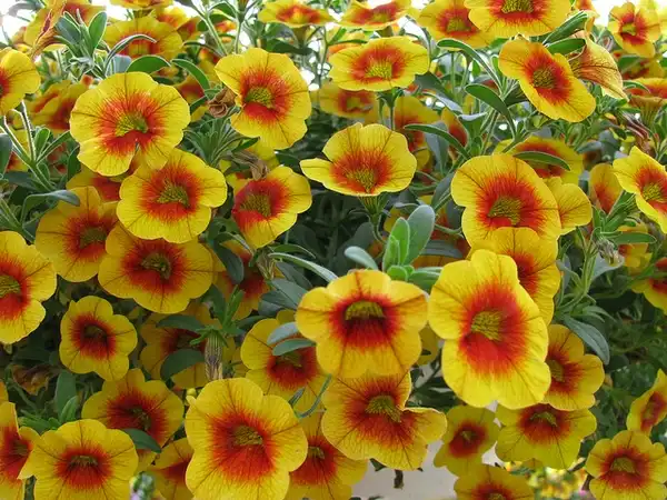 Photo of Calibrachoa x hybrida (Calibrachoa x hybridas)