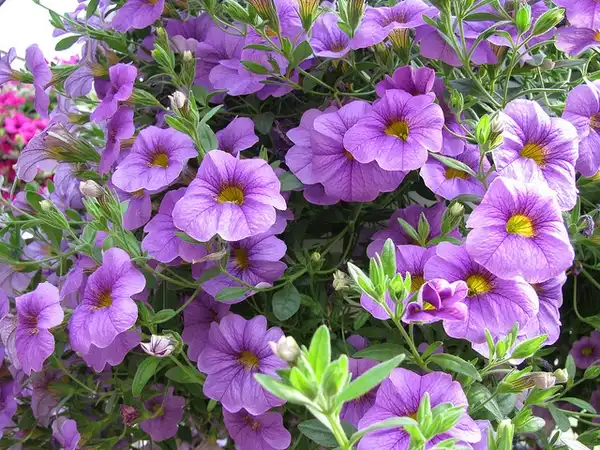 Photo of Calibrachoa x hybrida (Calibrachoa x hybridas)