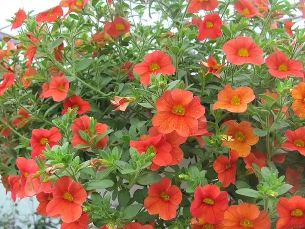 Photo of Calibrachoa x hybrida - Calibrachoa 'Orange Sunrise':Serres Fortier