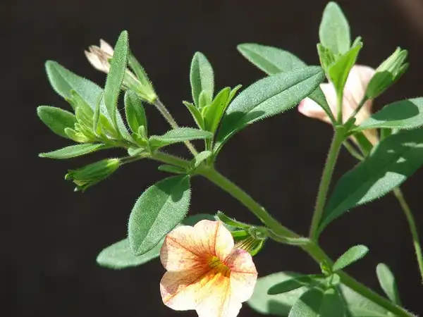Photo of Calibrachoa x hybrida - Calibrachoa sp.:Forest and Kim Starr