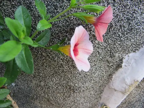Photo of Calibrachoa x hybrida - Calibrachoa sp.:Pierre-Piveteau