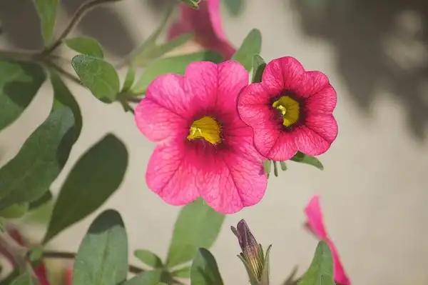 Photo of Calibrachoa x hybrida - Calibrachoa sp.:tuchodi