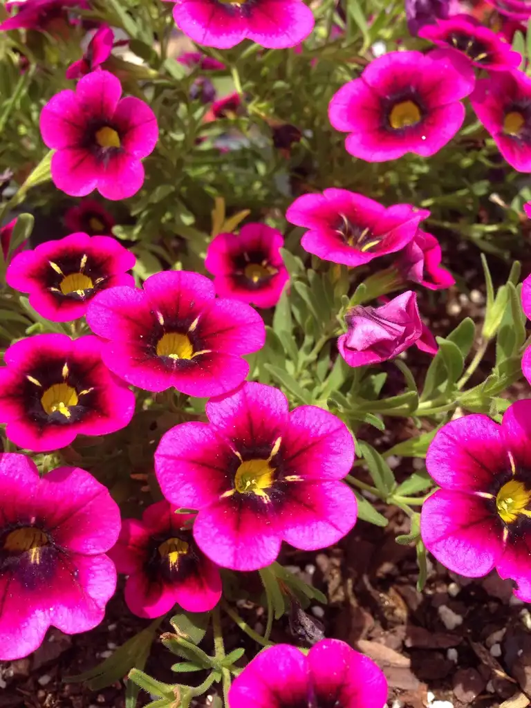 Photo of Calibrachoa x hybrida - Calibrachoa ‘Cabaret Goodnight Kiss:Bernadette Clark