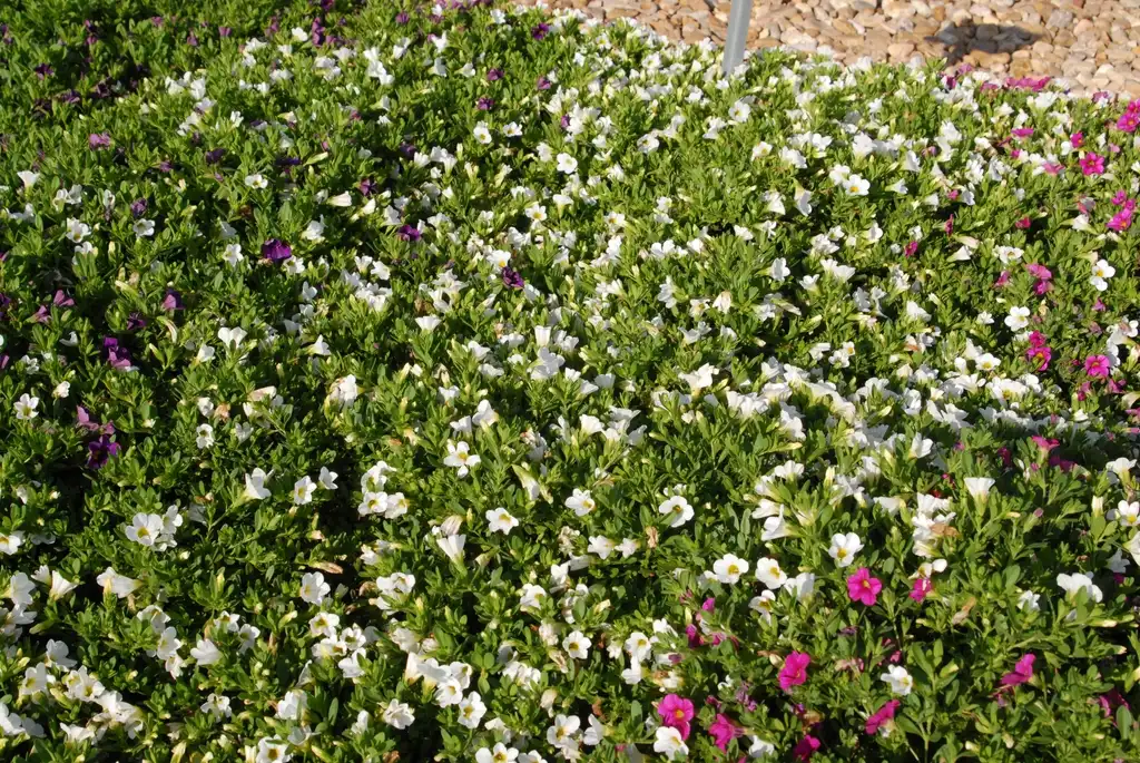Photo of Calibrachoa x hybrida - 'Callie White' Flower Form:Jim Robbins
