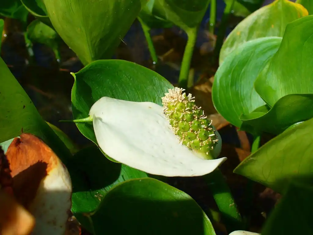 Photo of Calla palustris (Calla palustriss)