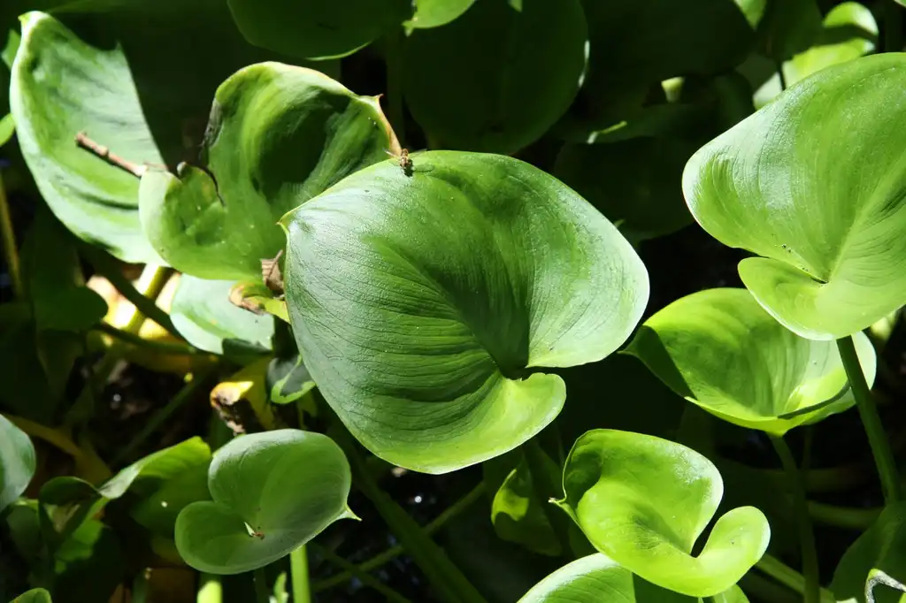 Photo of Calla palustris (Calla palustriss)