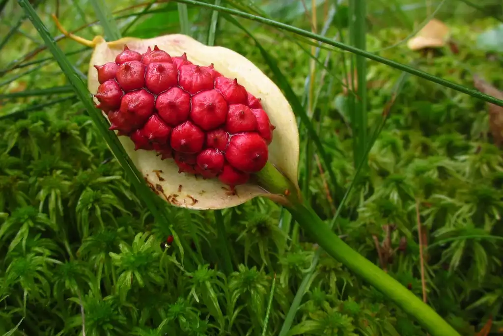 Photo of Calla palustris - Fruit Close-up:Marko Vainu