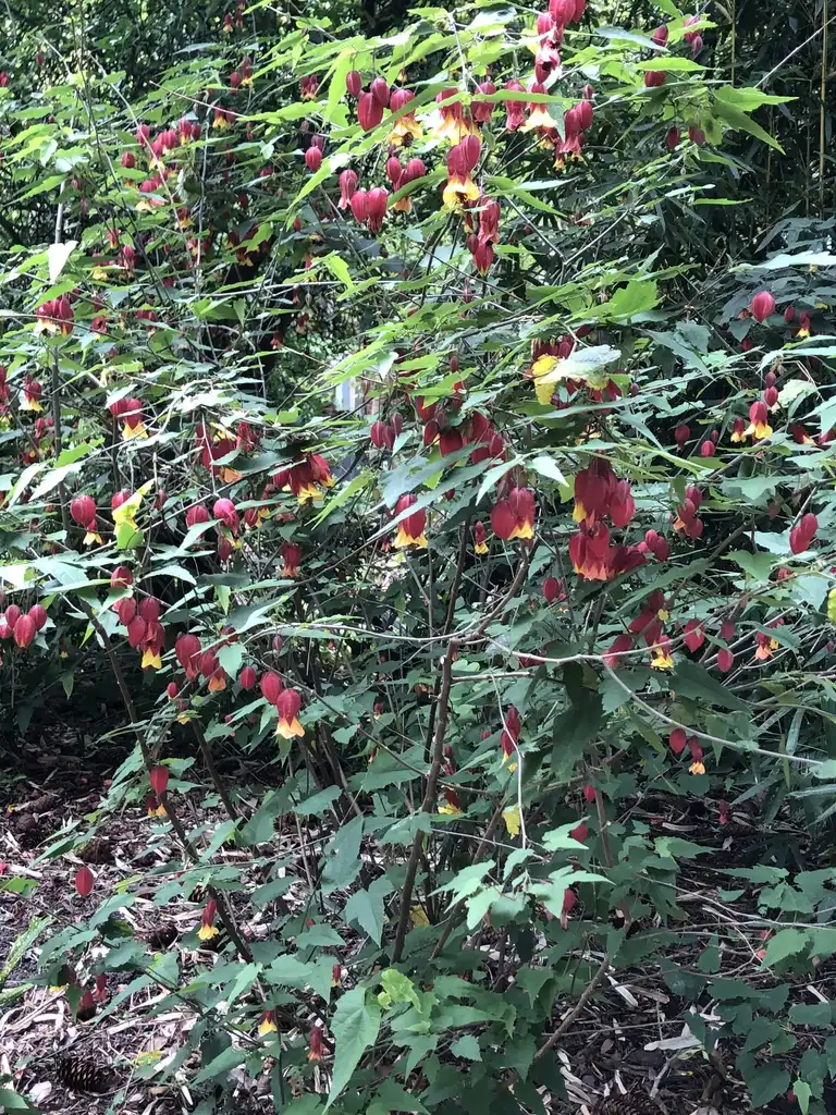 Photo of Callianthe megapotamica (Callianthe megapotamicas)
