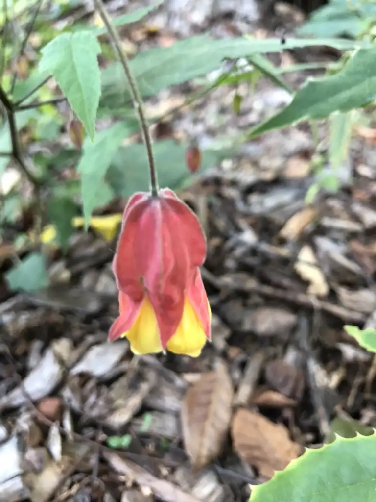 Photo of Callianthe megapotamica (Callianthe megapotamicas)