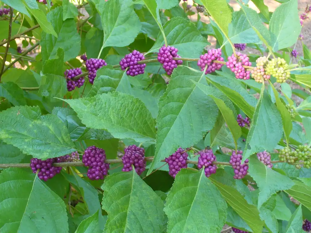 Photo of Callicarpa americana (Callicarpa americanas)