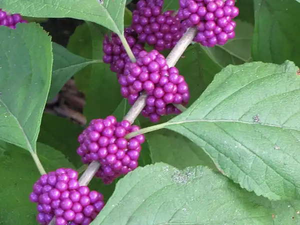 Photo of Callicarpa americana (Callicarpa americanas)