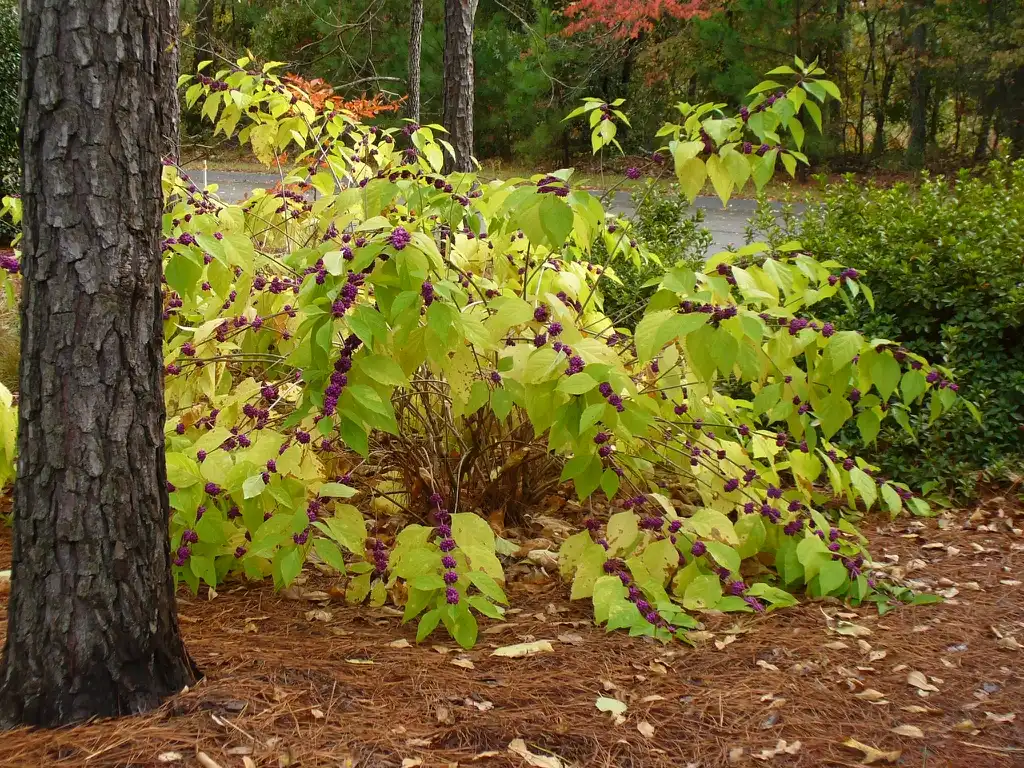 Photo of Callicarpa americana - form in fall in Moore County:Susan Strine