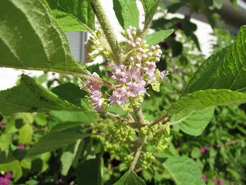 Photo of Callicarpa americana - flowers:Forest & Kim Starr
