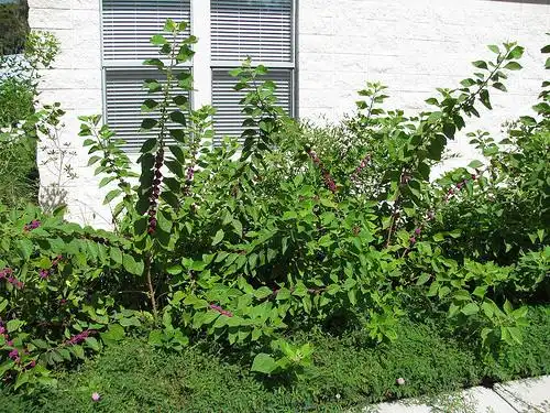 Photo of Callicarpa americana - entire plant:Forest & Kim Starr
