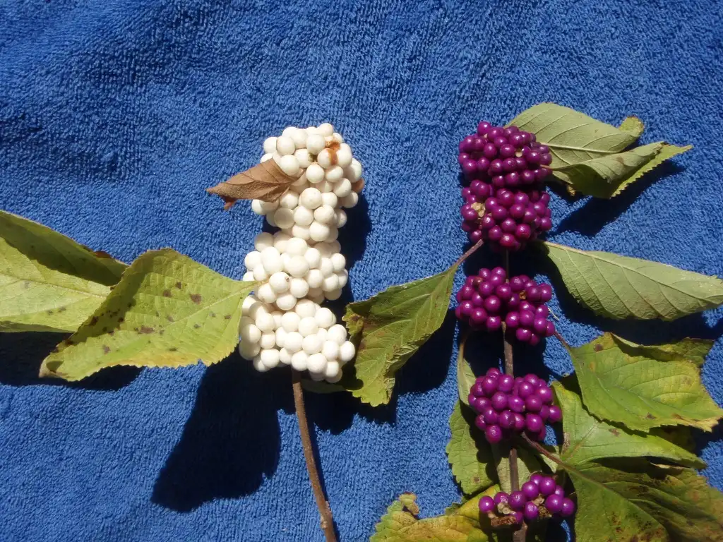 Photo of Callicarpa americana - Callicarpa americana 'Alba' - berries comparison:Jim Lawrence