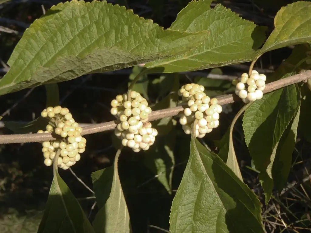 Photo of Callicarpa americana - 'Alba' Fruit and Leaves:Jim Robbins