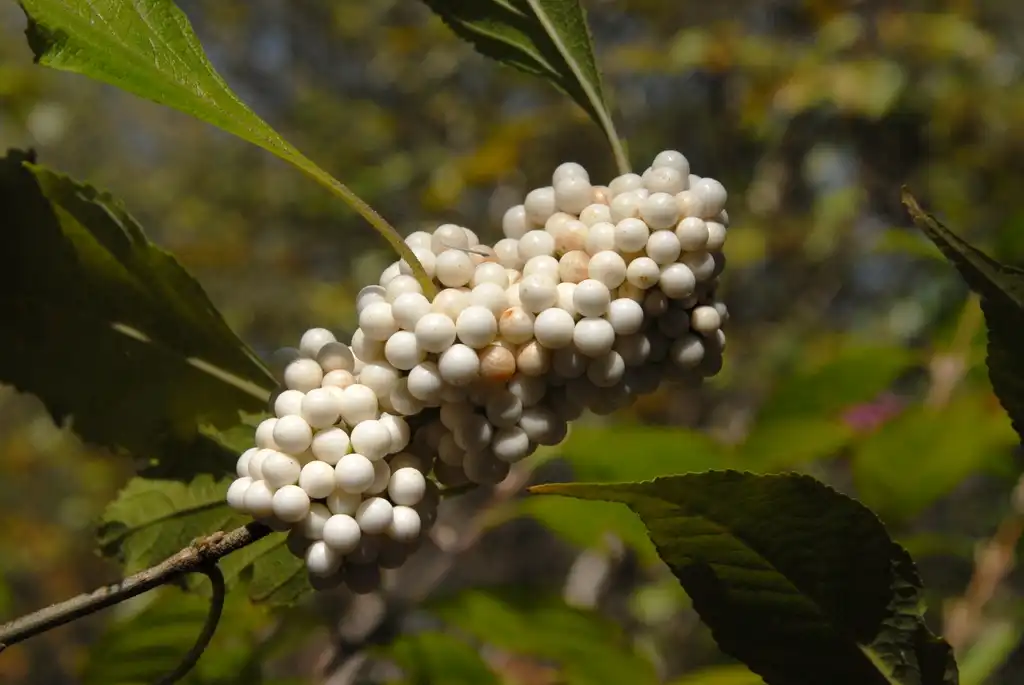 Photo of Callicarpa americana - 'Lactea' Fruit:Jim Robbins