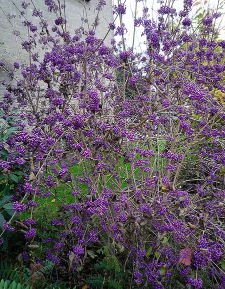 Photo of Callicarpa bodinieri (Callicarpa bodinieris)