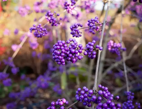 Photo of Callicarpa bodinieri (Callicarpa bodinieris)