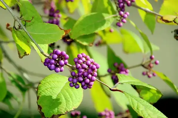 Photo of Callicarpa bodinieri - callicarpa bodinieri:Maunuel