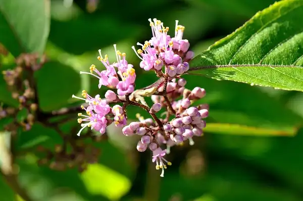 Photo of Callicarpa bodinieri - callicarpa bodinieri:Whisky & Co