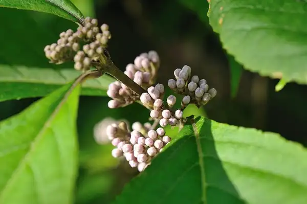 Photo of Callicarpa bodinieri - callicarpa bodinieri:Whisky & Co