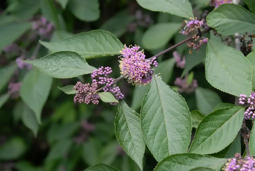 Photo of Callicarpa bodinieri - Flower and Leaves (Biltmore, NC):Jim Robbins