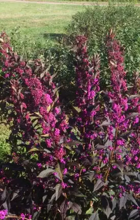 Foto de Callicarpa dichotoma x kwangtungensis (Callicarpa dichotoma x kwangtungensiss)