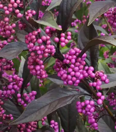 Foto de Callicarpa dichotoma x kwangtungensis (Callicarpa dichotoma x kwangtungensiss)