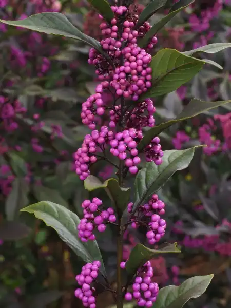 Foto de Callicarpa dichotoma x kwangtungensis - Close up of fruit: