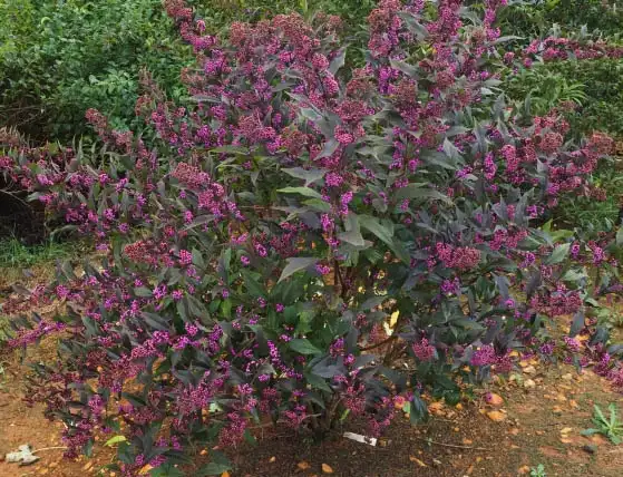 Foto de Callicarpa dichotoma x kwangtungensis - Form: