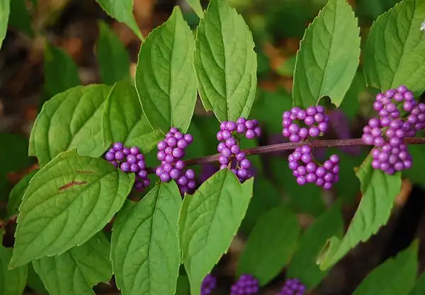 Фото Callicarpa dichotoma (Callicarpa dichotomas)
