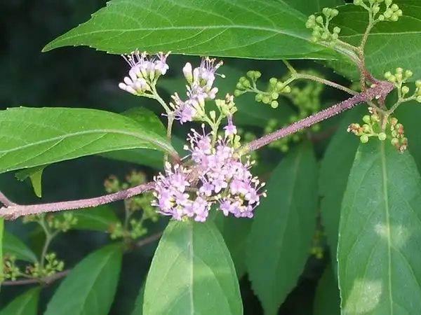 Фото Callicarpa dichotoma (Callicarpa dichotomas)