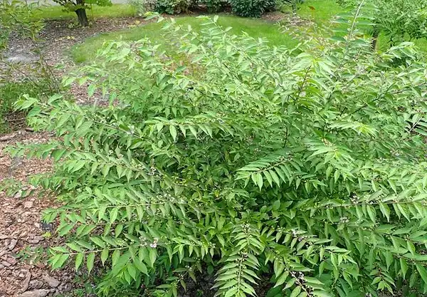 Фото Callicarpa dichotoma - C. dichotoma ''Issai' form:Krzysztof Ziarnek, Kenraiz