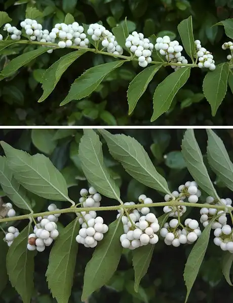 Фото Callicarpa dichotoma - C. dichotoma 'Albifructus' white berries:Cillas