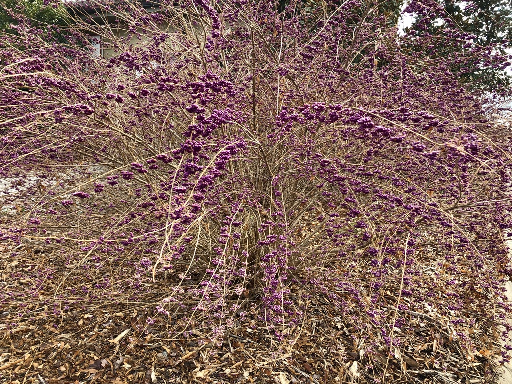 Фото Callicarpa dichotoma - Form (Haywood County,NC):Marcia Boyle