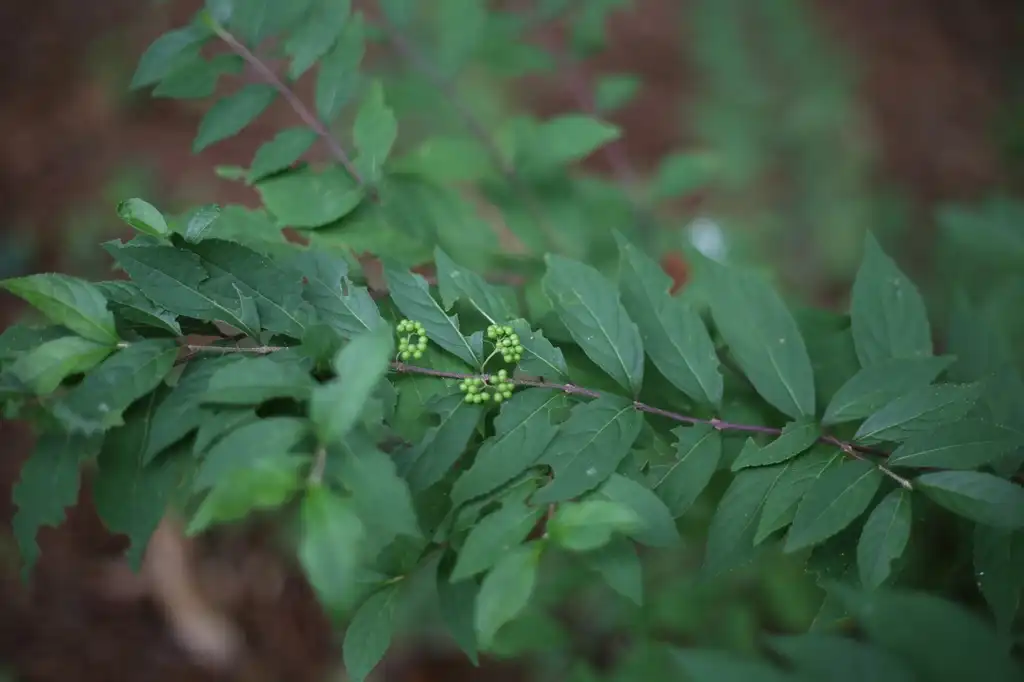 Фото Callicarpa dichotoma - Forming buds (Cabarrus County, NC):Hope Duckworth