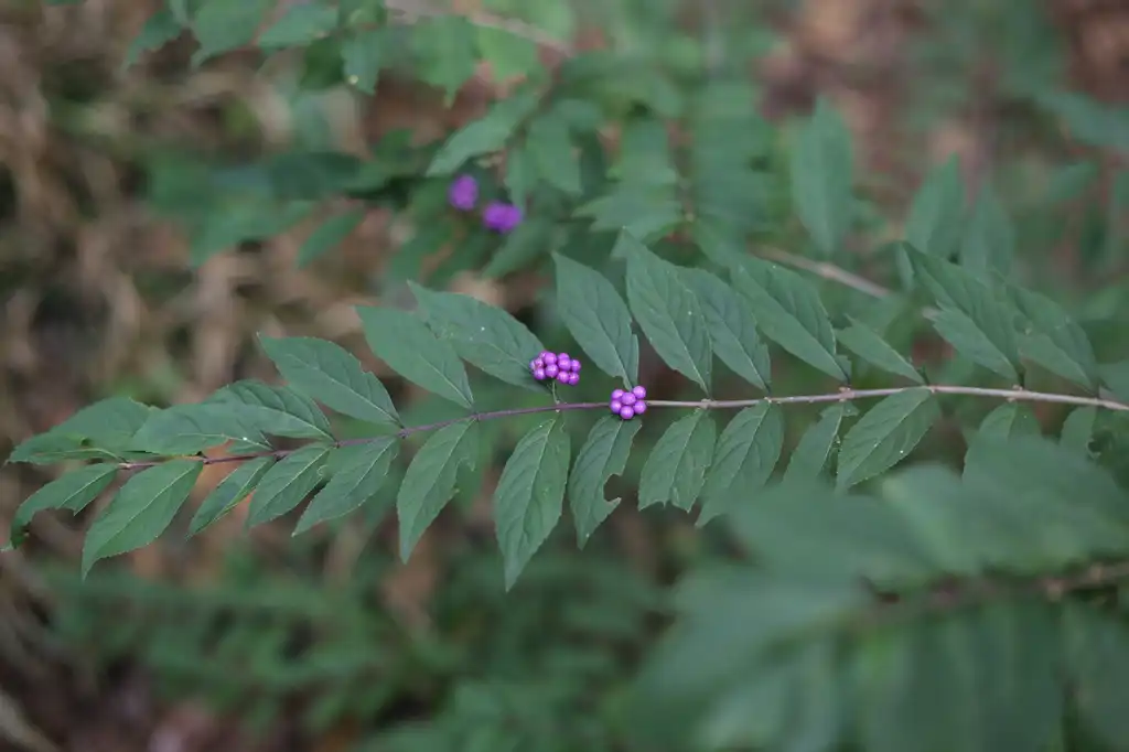 Фото Callicarpa dichotoma - Leaves and Buds (Cabarrus County,NC):Hope Duckworth