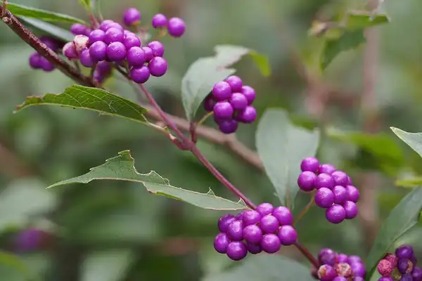 Photo of Callicarpa japonica (Callicarpa japonicas)